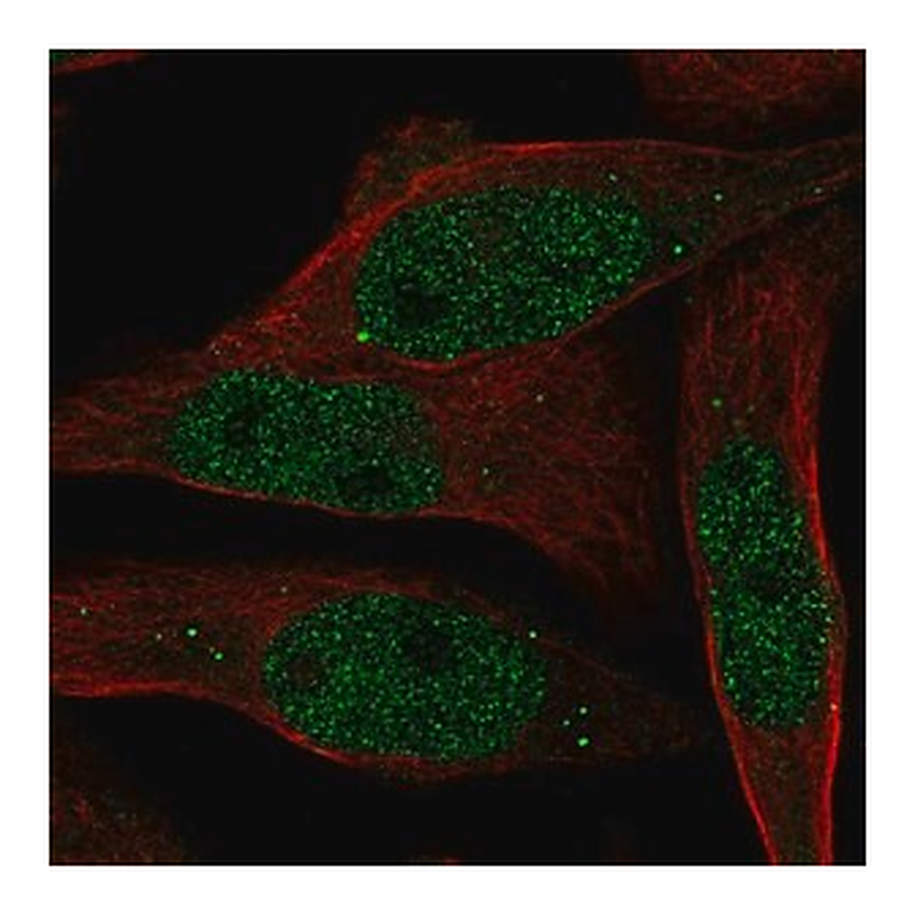 Merck Anti-RAB8B antibody produced in rabbit
