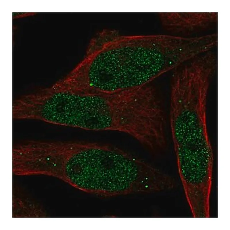Merck Anti-RAB8B antibody produced in rabbit