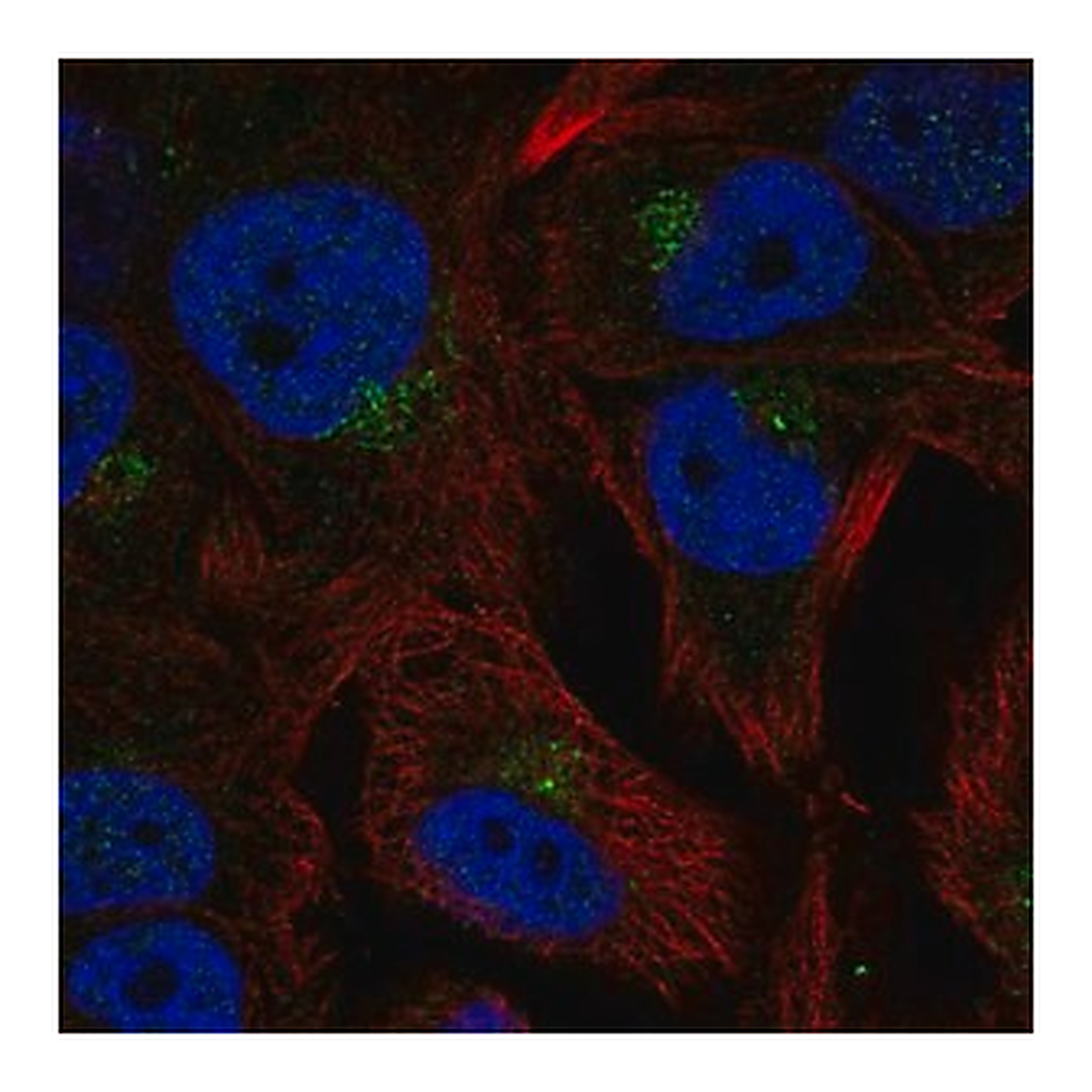 Merck Anti-CCPG1 antibody produced in rabbit