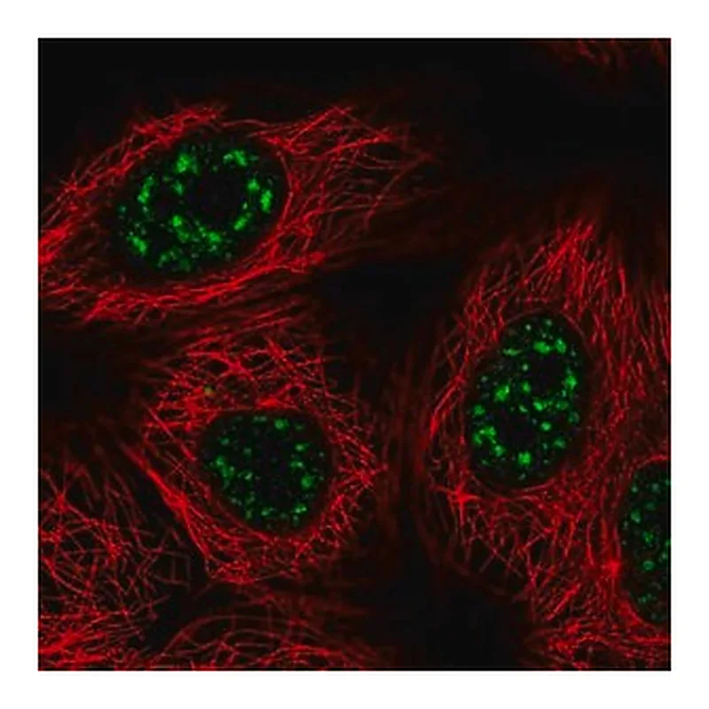 Merck Anti-VAX2 antibody produced in rabbit