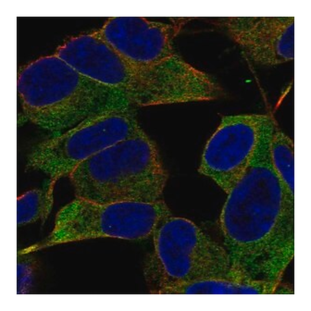 Merck Anti-IGSF9B antibody produced in rabbit
