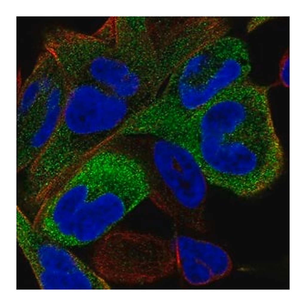 Merck Anti-KIF11 antibody produced in rabbit