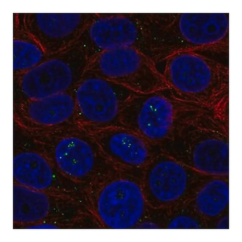 Merck Anti-BAMBI antibody produced in rabbit