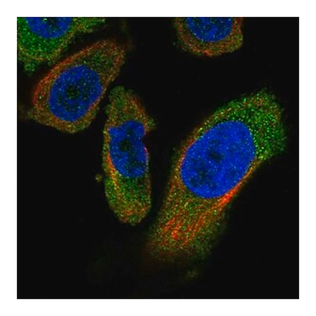 Merck Anti-PANK4 antibody produced in rabbit