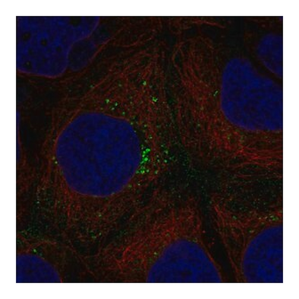 Merck Anti-HEG1 antibody produced in rabbit