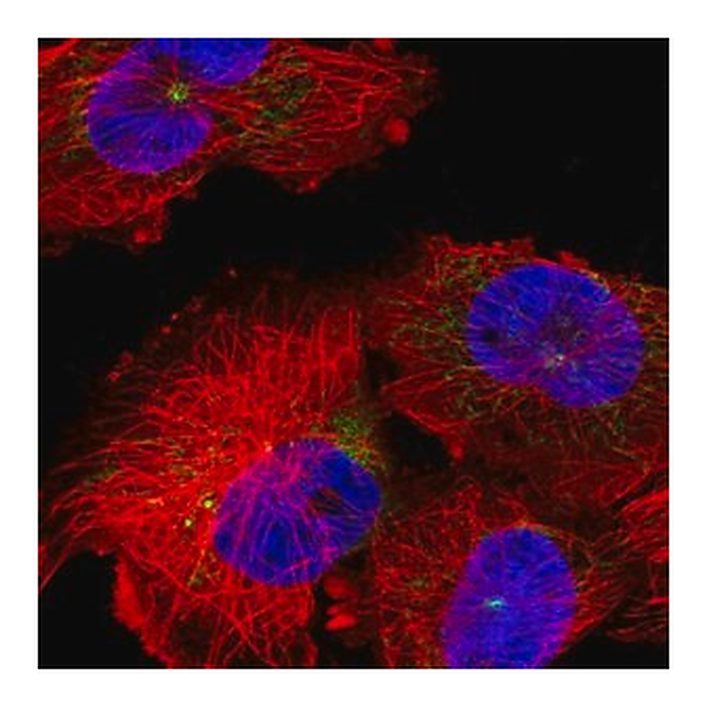 Merck Anti-INTS6L antibody produced in rabbit