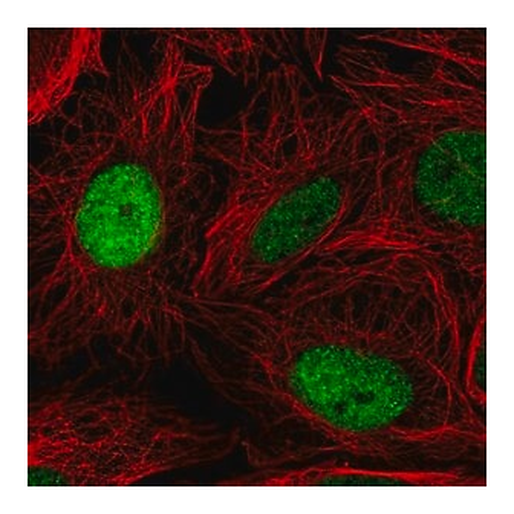 Merck Anti-ELL2 antibody produced in rabbit