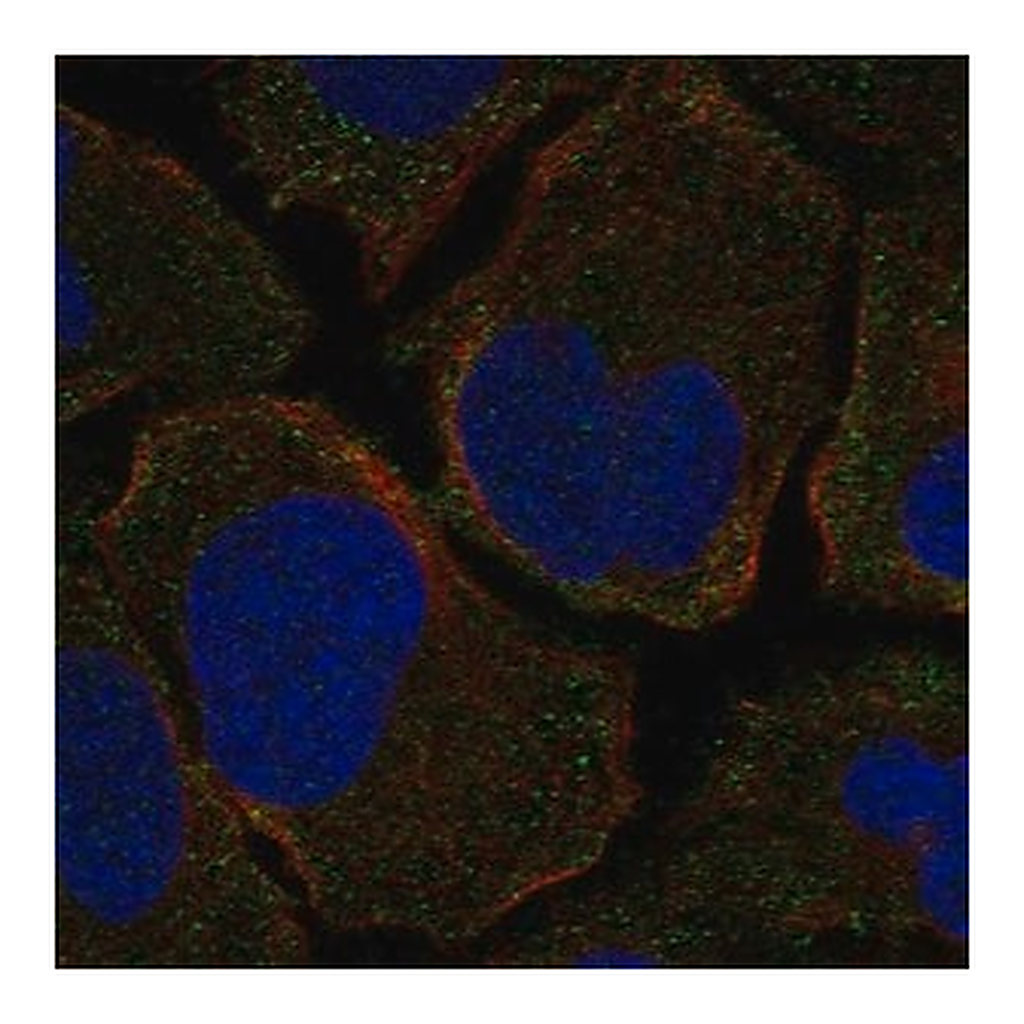Merck Anti-F2RL1 antibody produced in rabbit