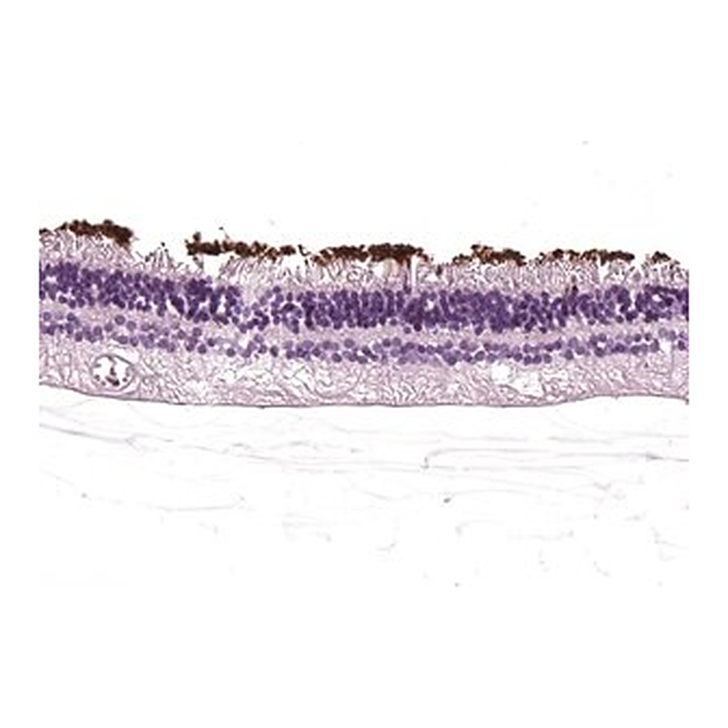 Merck Anti-RHO antibody produced in rabbit