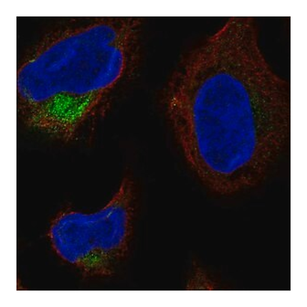 Merck Anti-TMCO4 antibody produced in rabbit