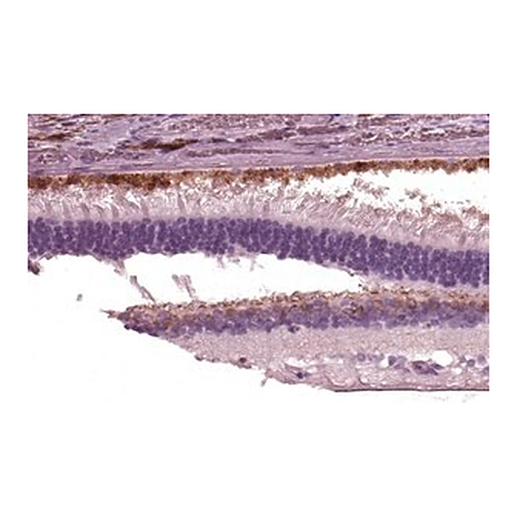 Merck Anti-TRPM1 antibody produced in rabbit