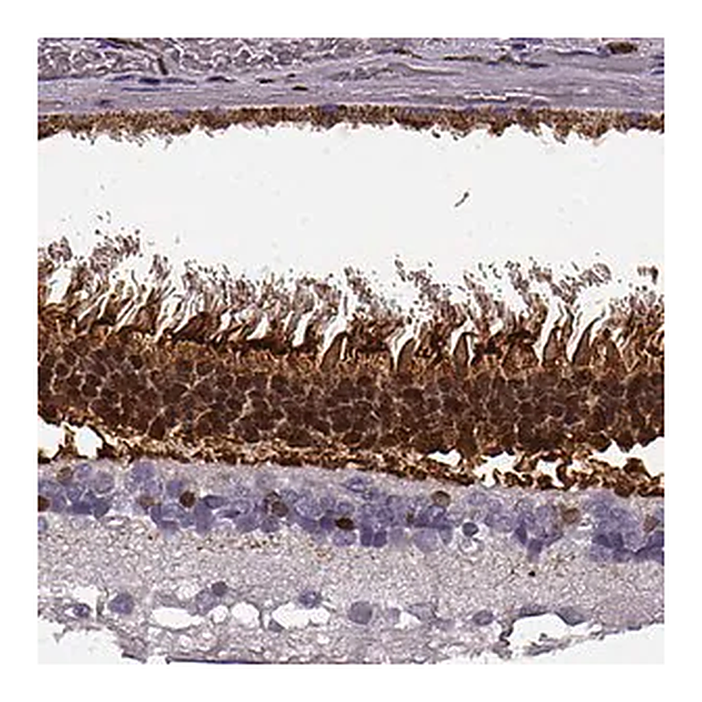 Merck Anti-RCVRN antibody produced in rabbit