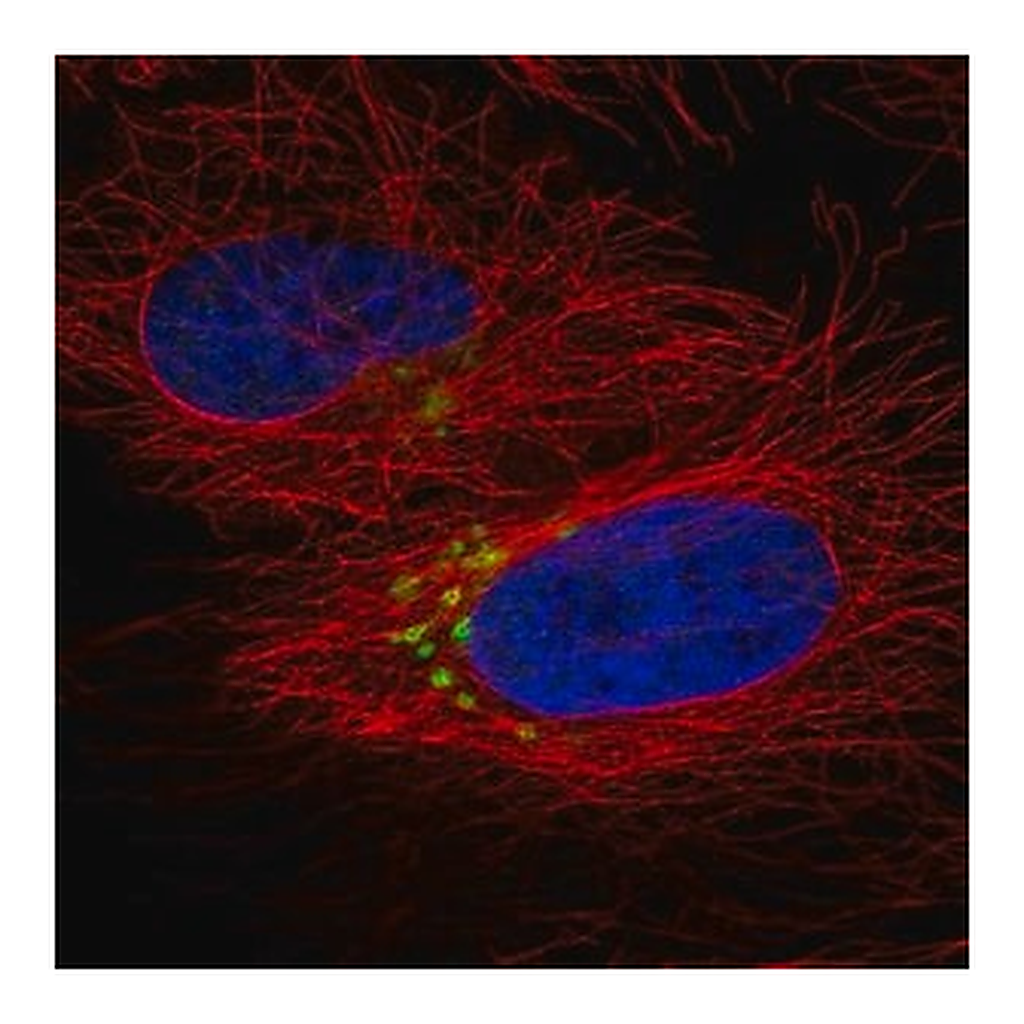 Merck Anti-QSOX2 antibody produced in rabbit