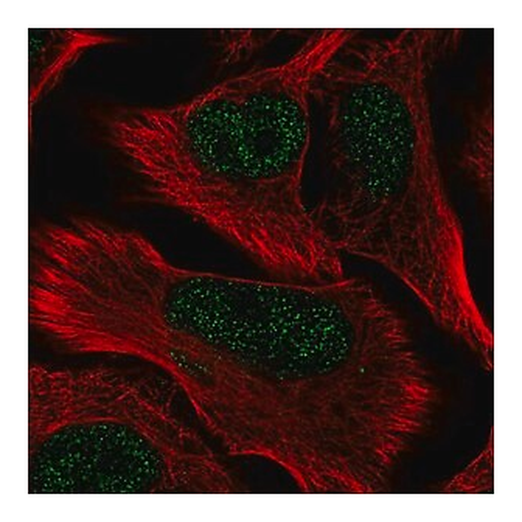 Merck Anti-CREBRF antibody produced in rabbit