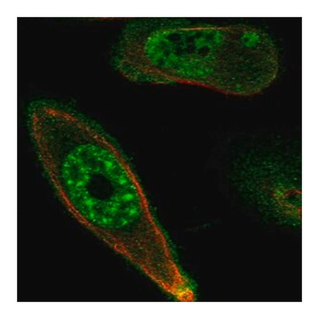 Merck Anti-STK17A antibody produced in rabbit