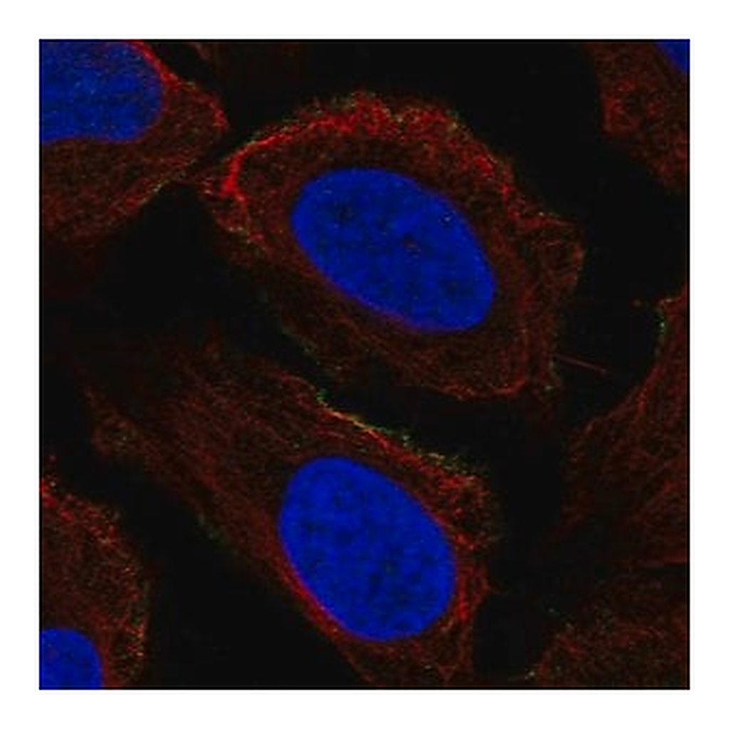 Merck Anti-PRRT2 antibody produced in rabbit