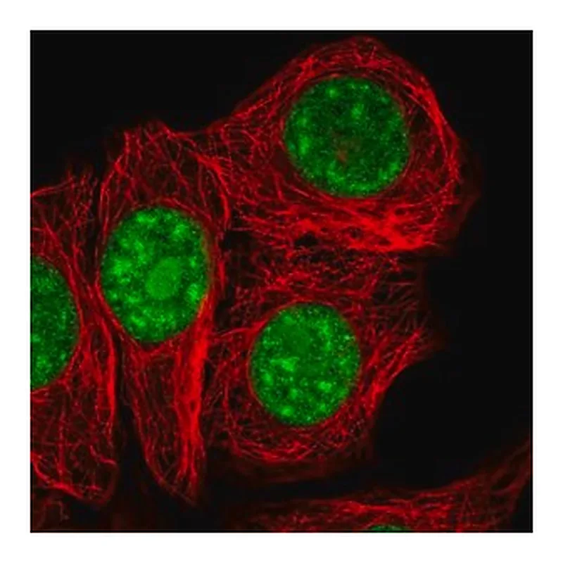 Merck Anti-SURF2 antibody produced in rabbit