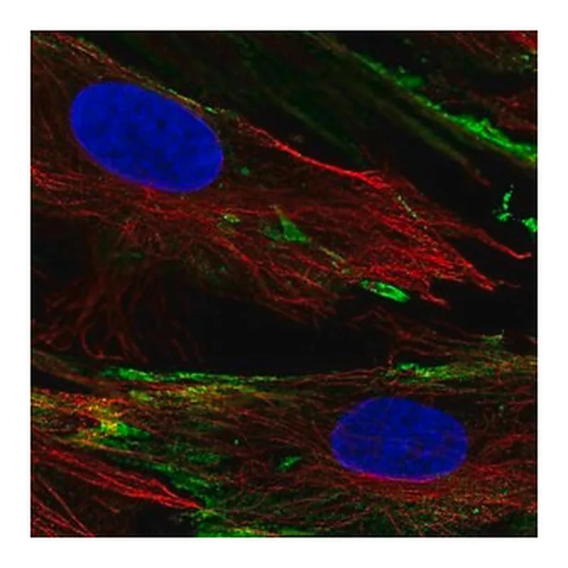 Merck Anti-PXDC1 antibody produced in rabbit
