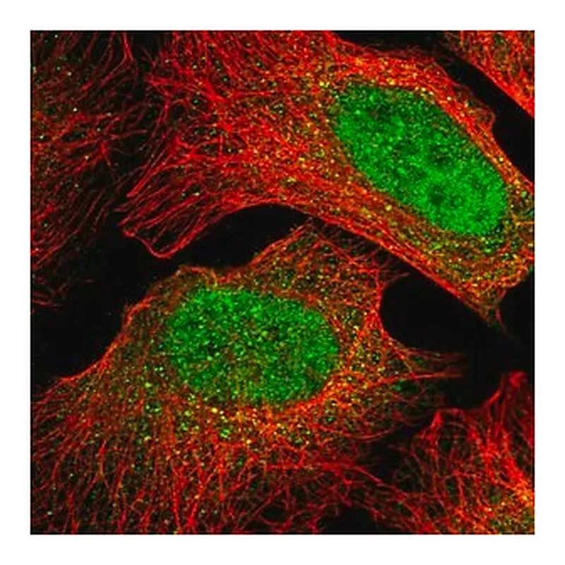 Merck Anti-MIOS antibody produced in rabbit