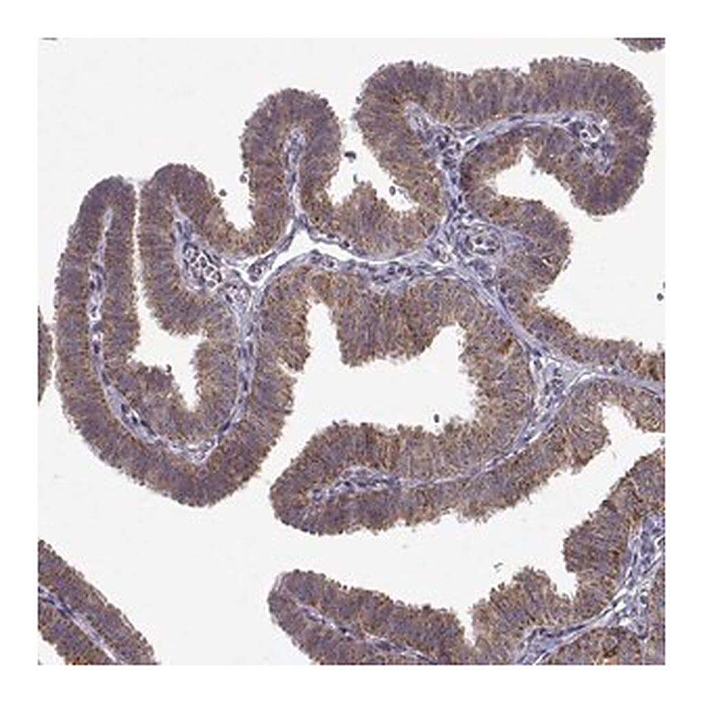 Merck Anti-MANBAL antibody produced in rabbit