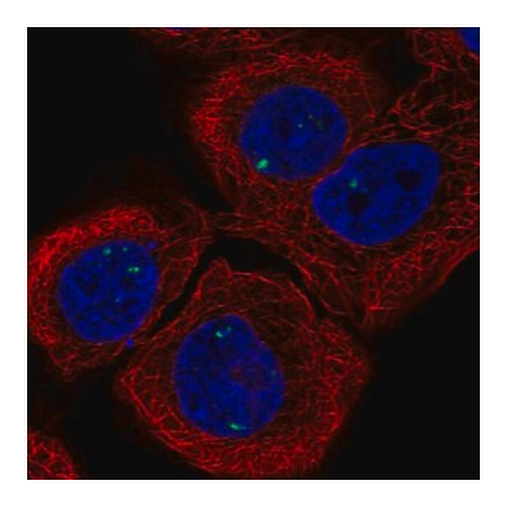 Merck Anti-INCA1 antibody produced in rabbit