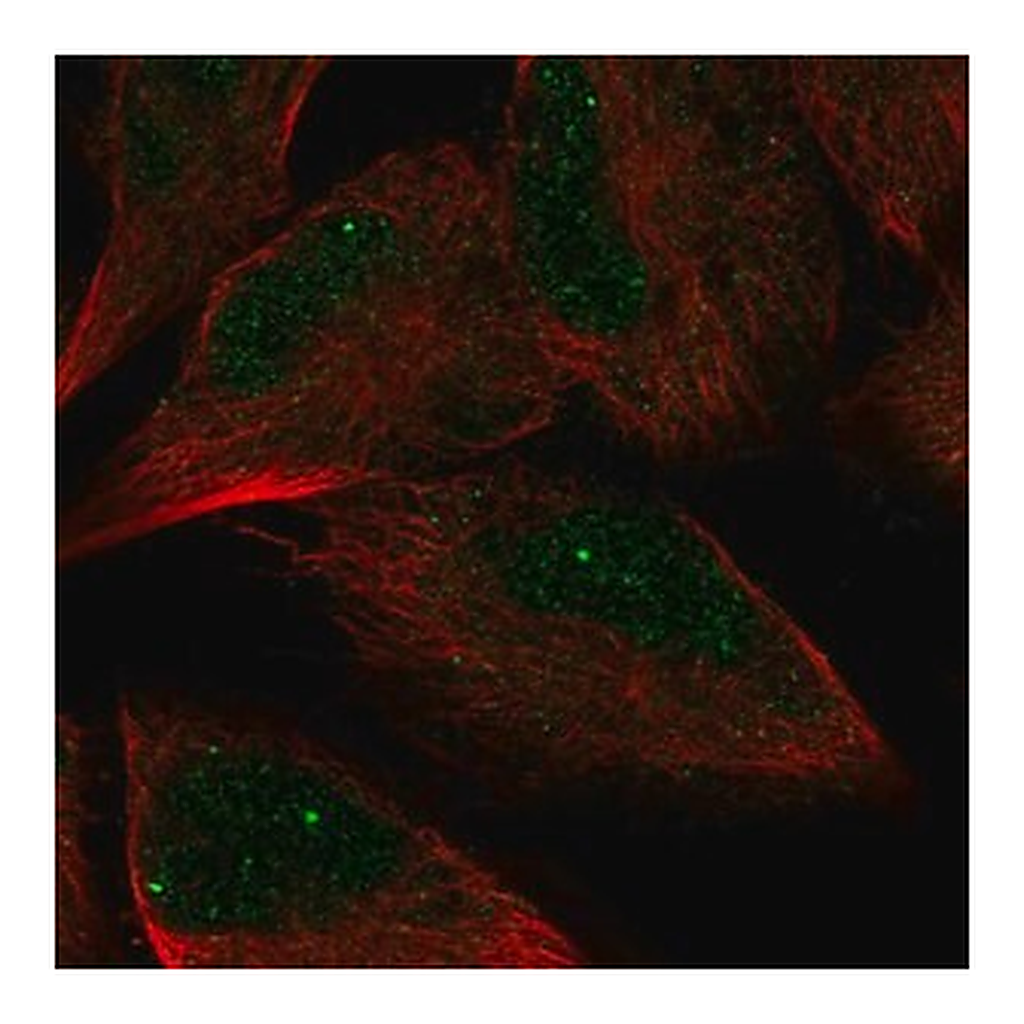 Merck Anti-AMZ2 antibody produced in rabbit