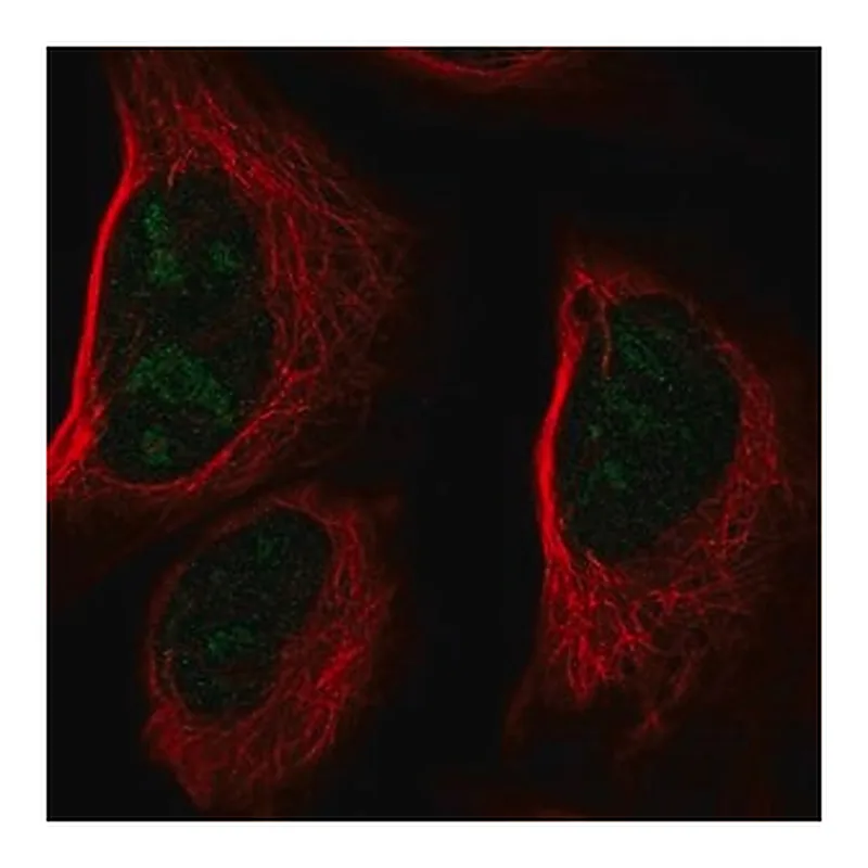 Merck Anti-CCDC137 antibody produced in rabbit