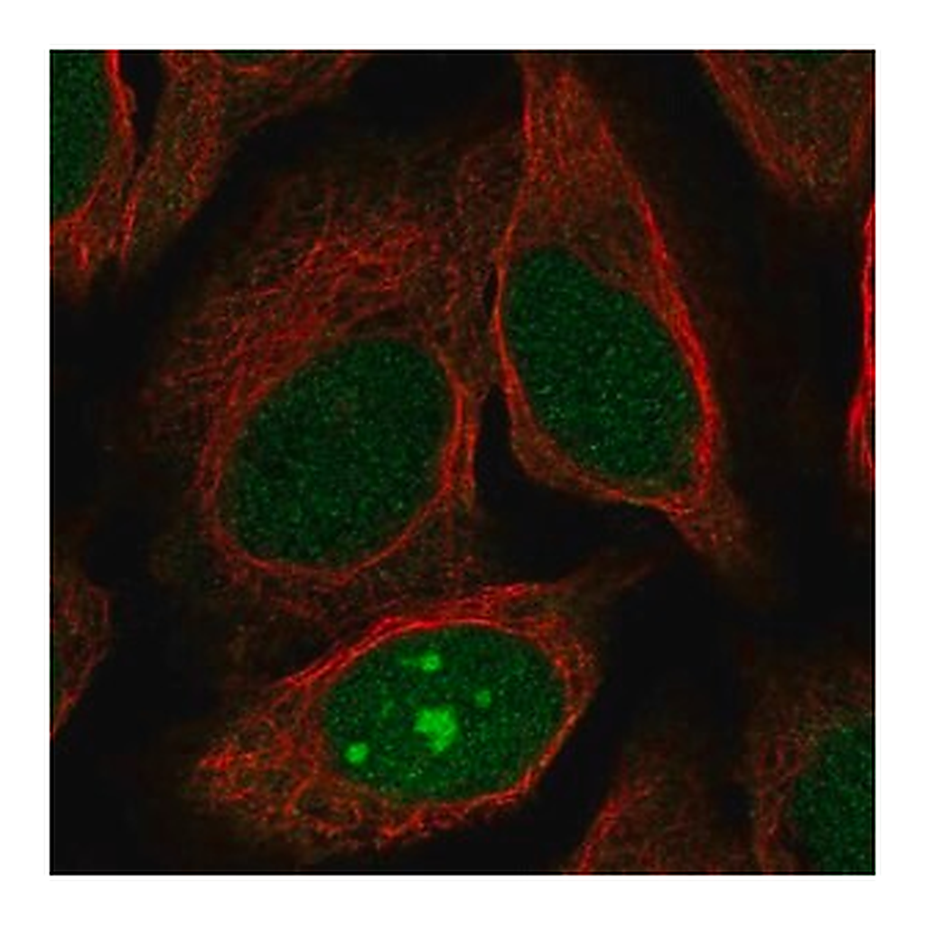 Merck Anti-JRK antibody produced in rabbit