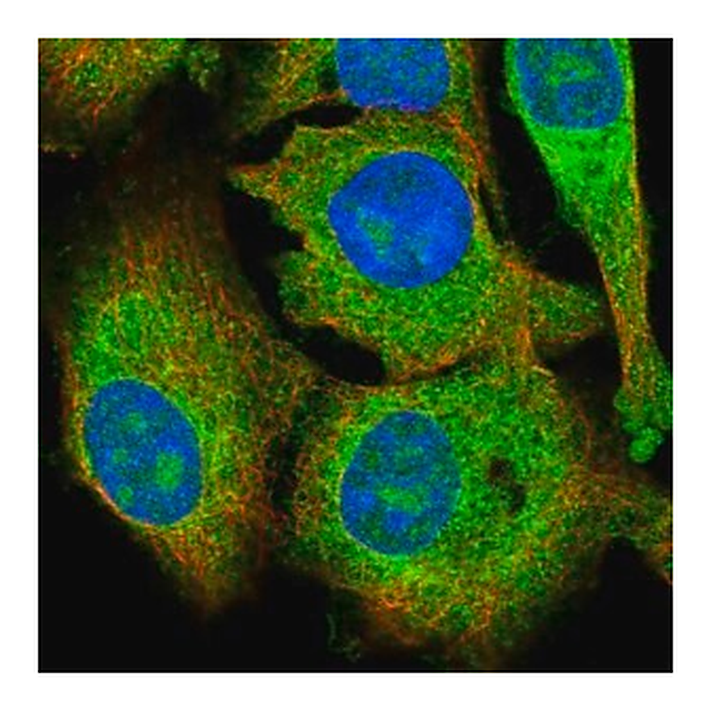 Merck Anti-KRCC1 antibody produced in rabbit