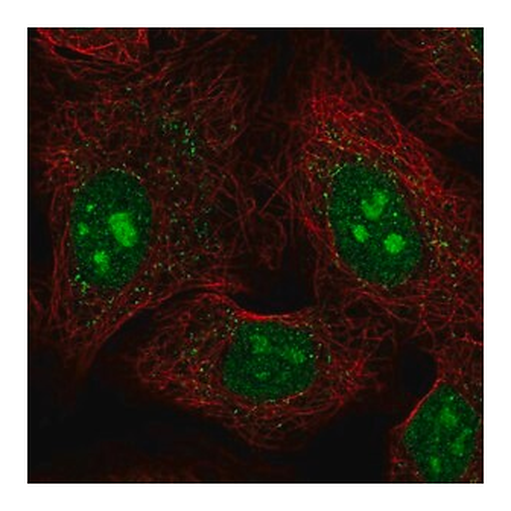 Merck Anti-PCDHAC1 antibody produced in rabbit