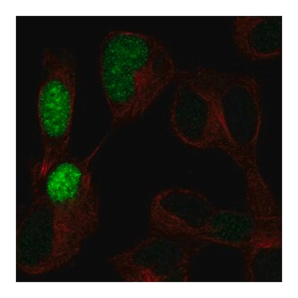 Merck Anti-POU3F3 antibody produced in rabbit