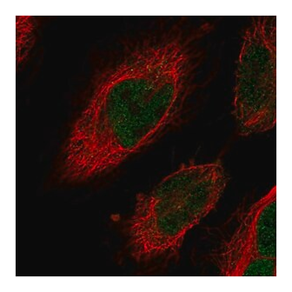 Merck Anti-CENPN antibody produced in rabbit