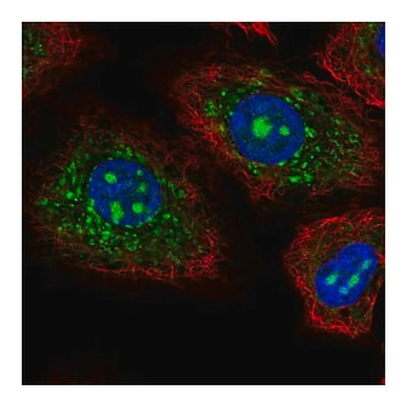 Merck Anti-CEACAM19 antibody produced in rabbit