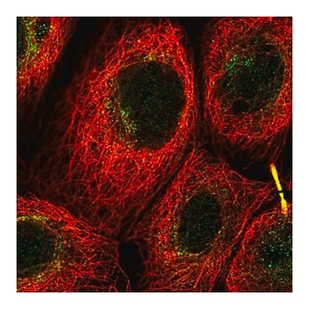 Merck Anti-C12orf66 antibody produced in rabbit