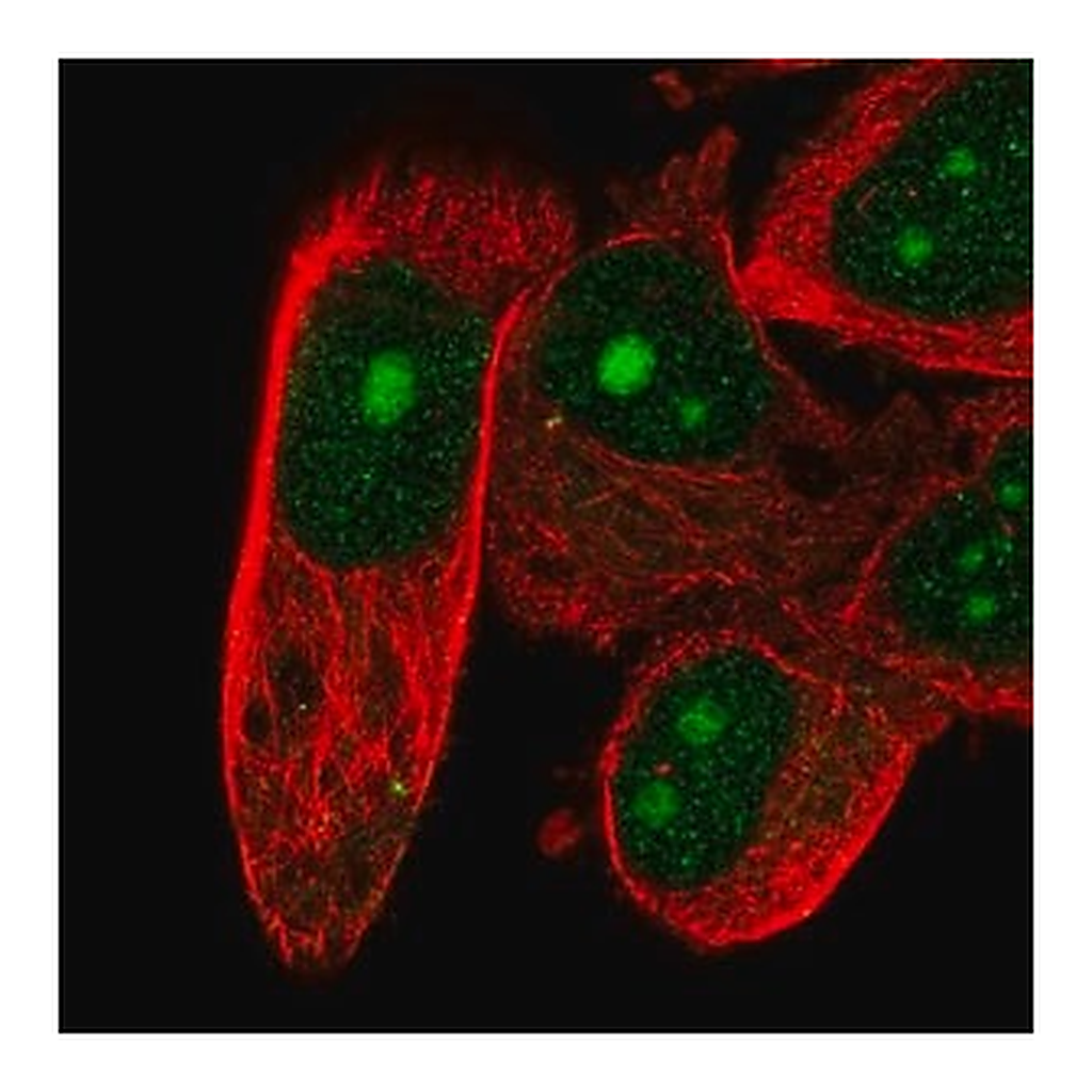 Merck Anti-DFFB antibody produced in rabbit