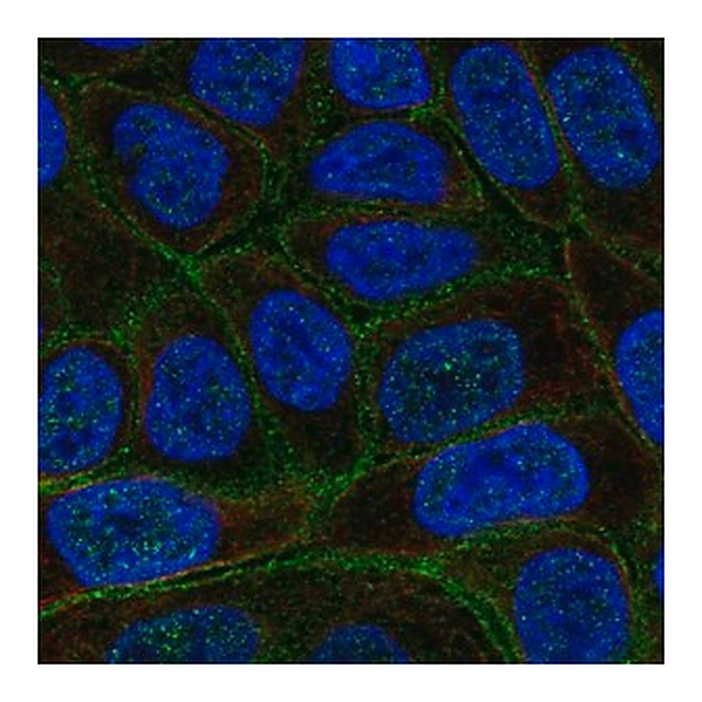 Merck Anti-C4orf19 antibody produced in rabbit