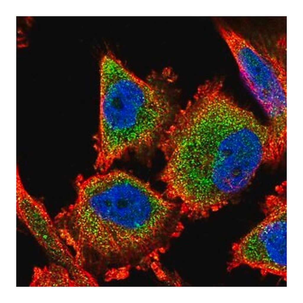 Merck Anti-C14orf159 antibody produced in rabbit