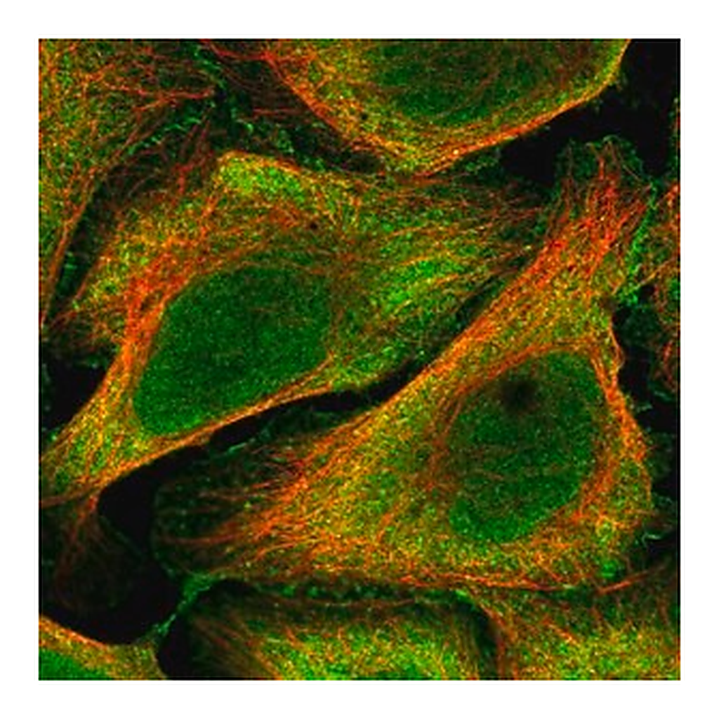 Merck Anti-BEND6 antibody produced in rabbit
