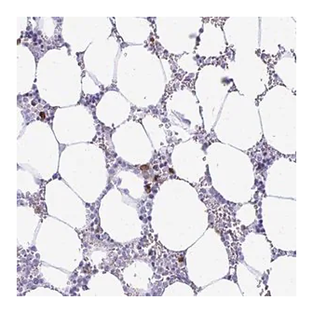 Merck Anti-TSPEAR antibody produced in rabbit