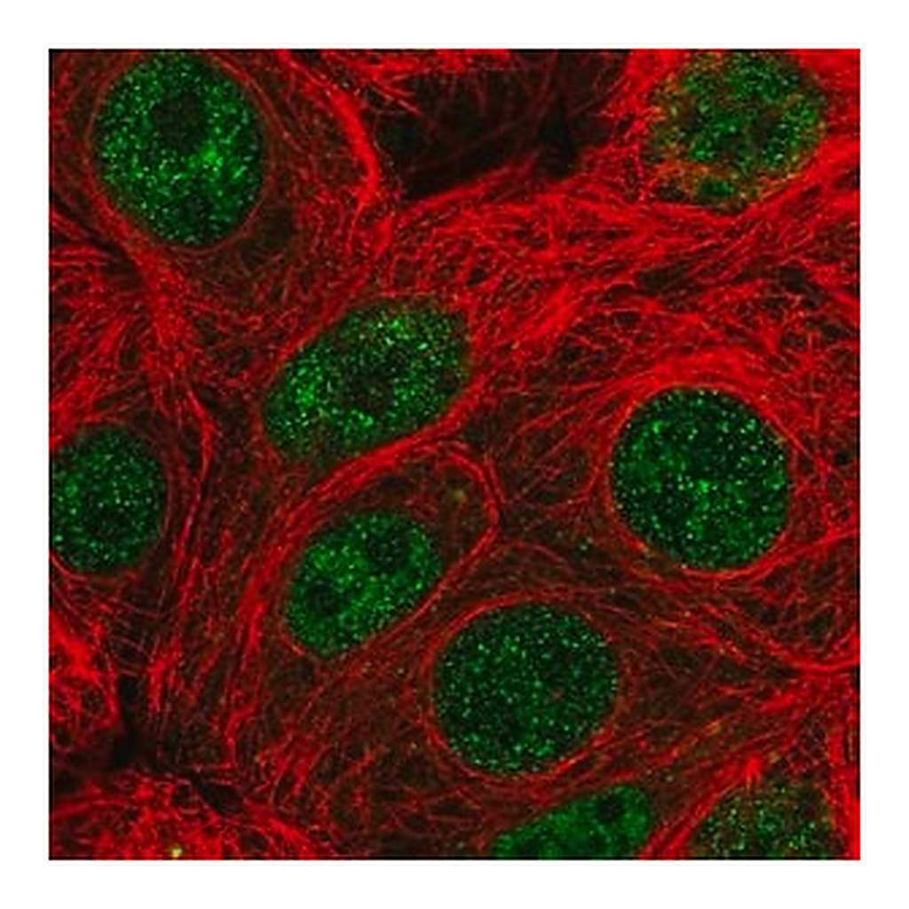 Merck Anti-PARG antibody produced in rabbit