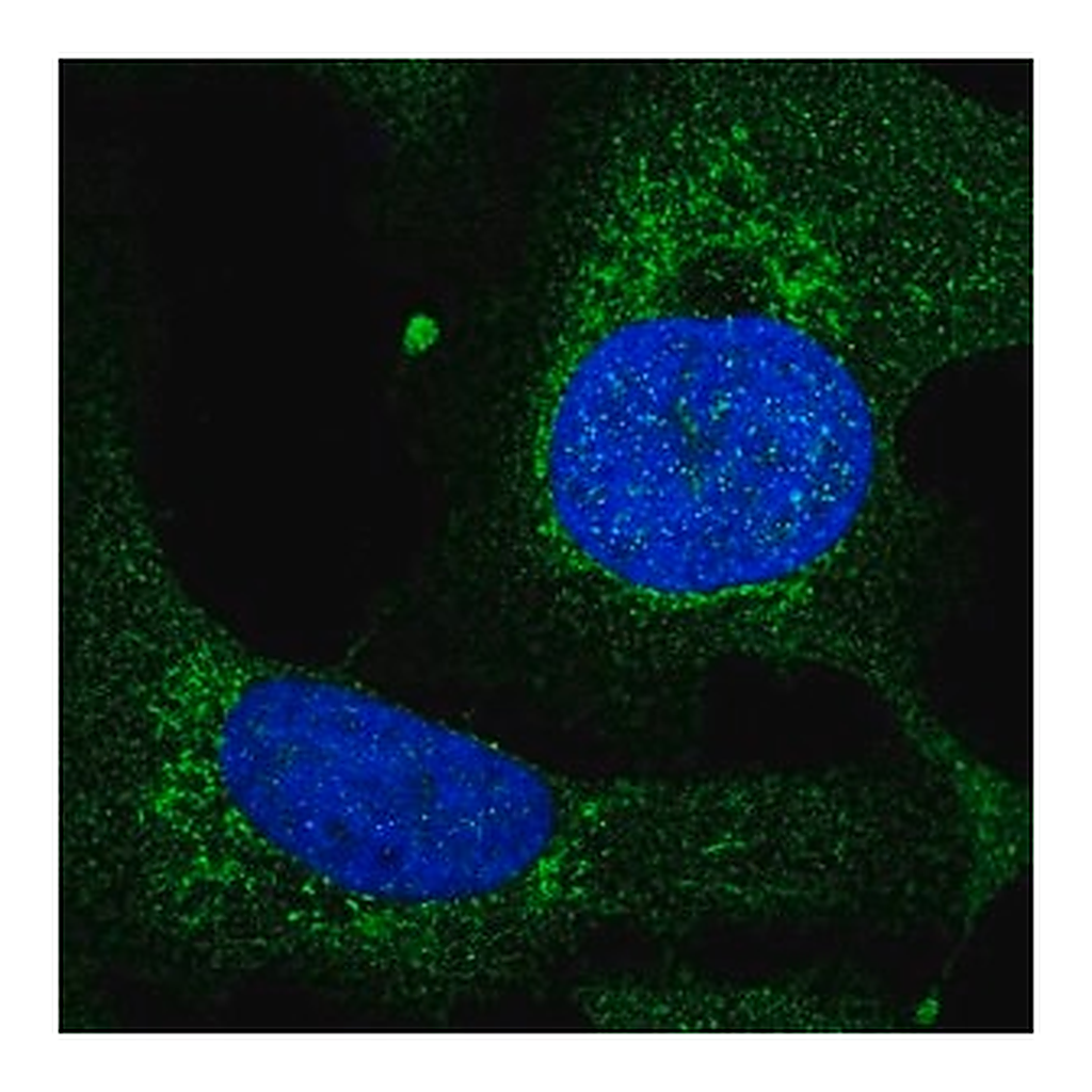 Merck Anti-TEFM antibody produced in rabbit