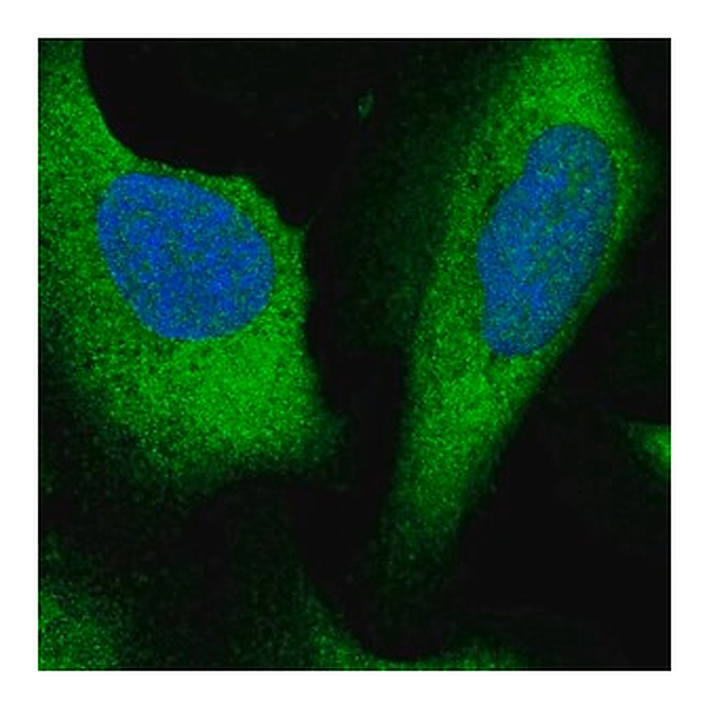 Merck Anti-ARHGAP27 antibody produced in rabbit