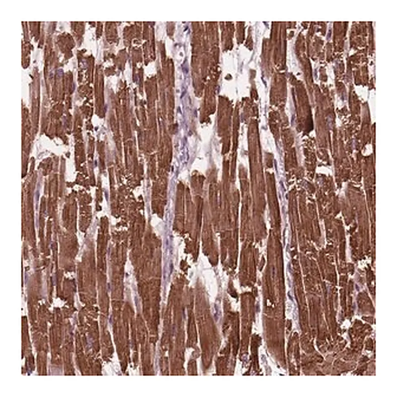 Merck Anti-MYL3 antibody produced in rabbit
