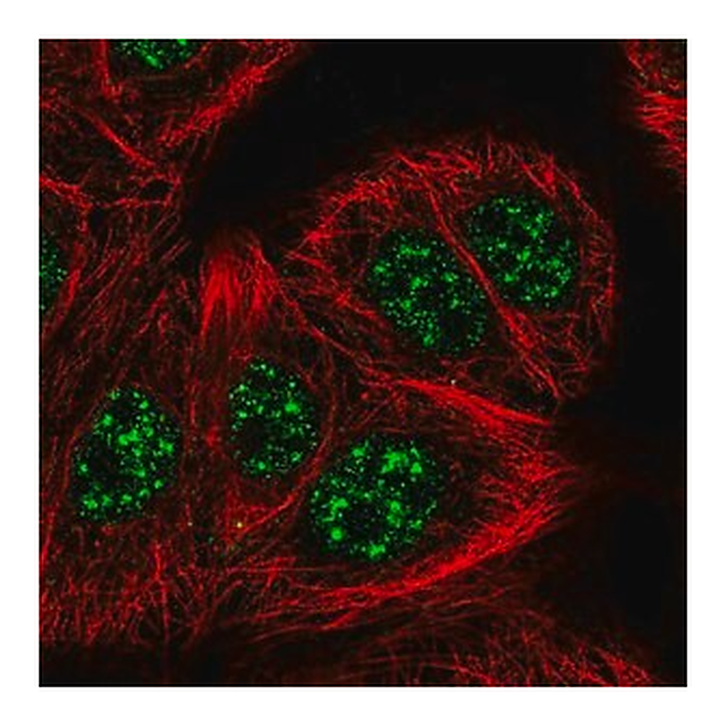 Merck Anti-SLC2A4RG antibody produced in rabbit