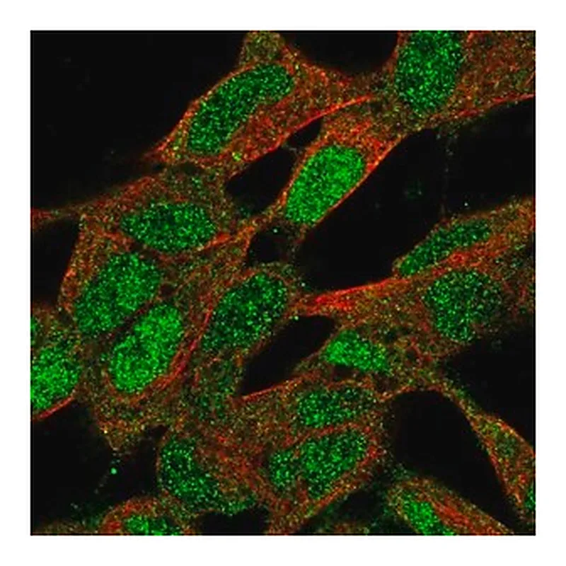 Merck Anti-CNBP antibody produced in rabbit