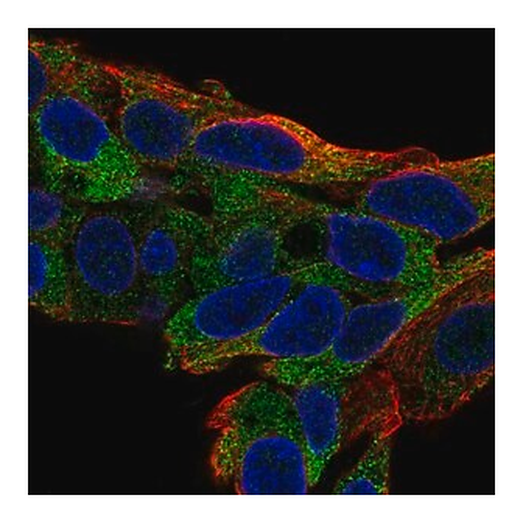 Merck Anti-TTC39B antibody produced in rabbit