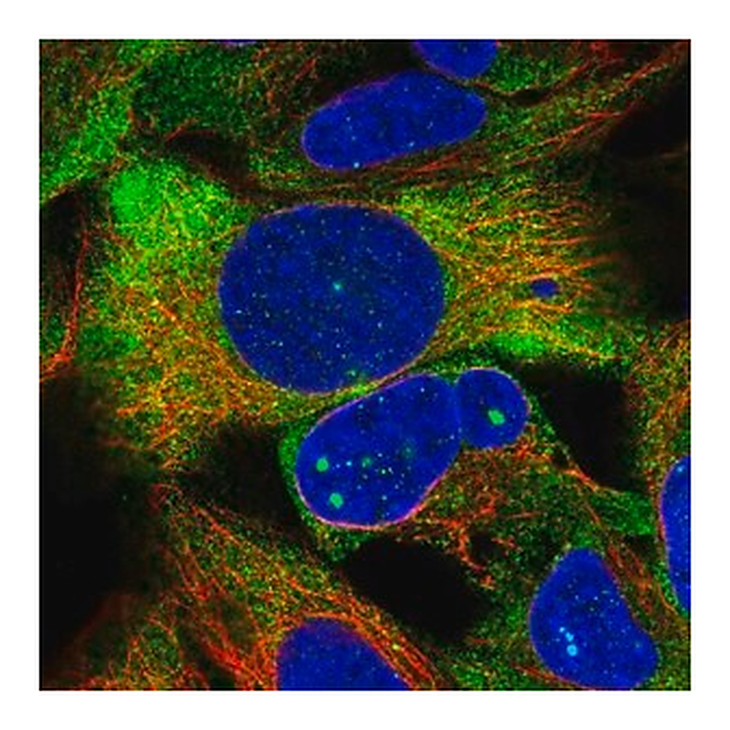 Merck Anti-ZNF416 antibody produced in rabbit