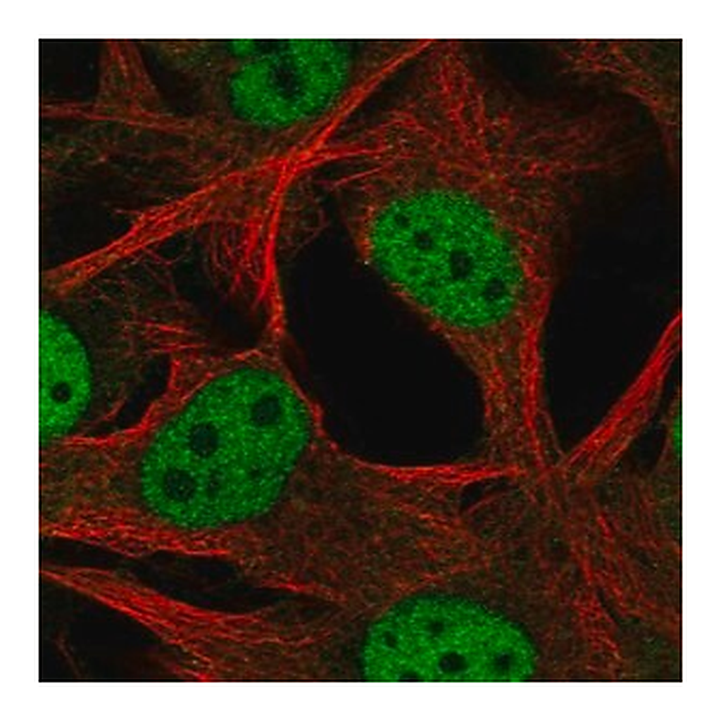 Merck Anti-SCML4 antibody produced in rabbit