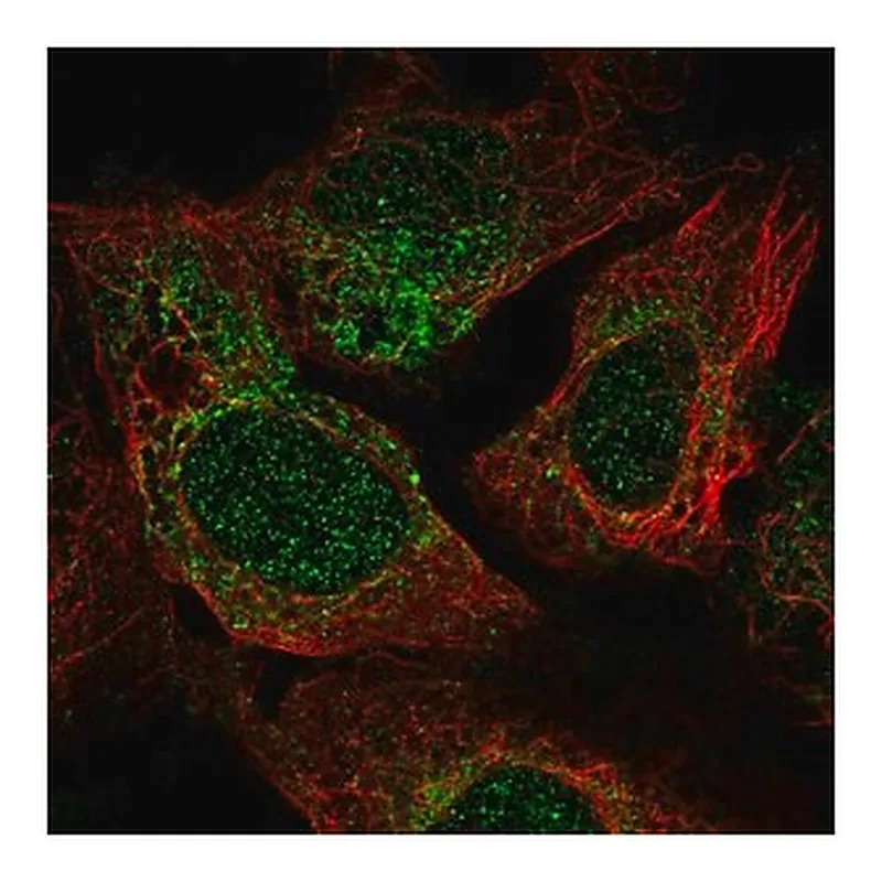 Merck Anti-TRAPPC2 antibody produced in rabbit