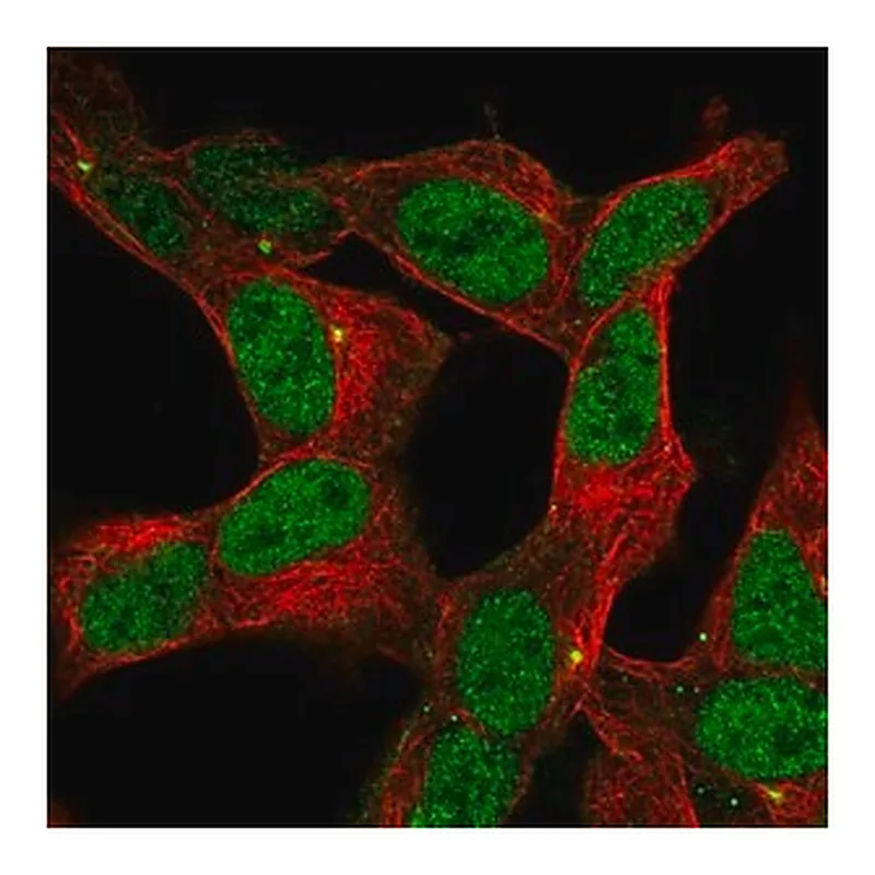 Merck Anti-ZNF12 antibody produced in rabbit